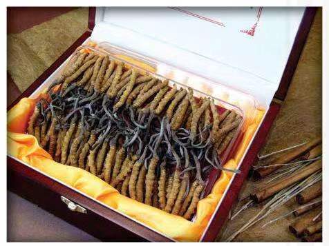 宁国冬虫夏草回收